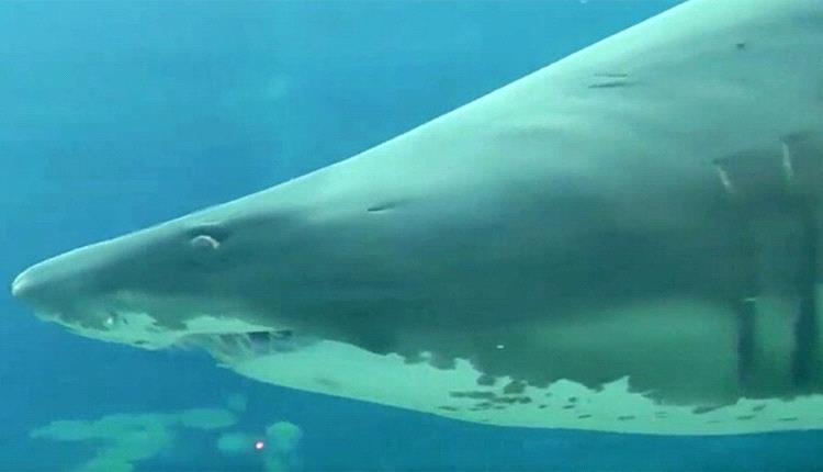 ظهور حوت قرش ضخم بشواطئ البريقة يثير الذعر في عدن